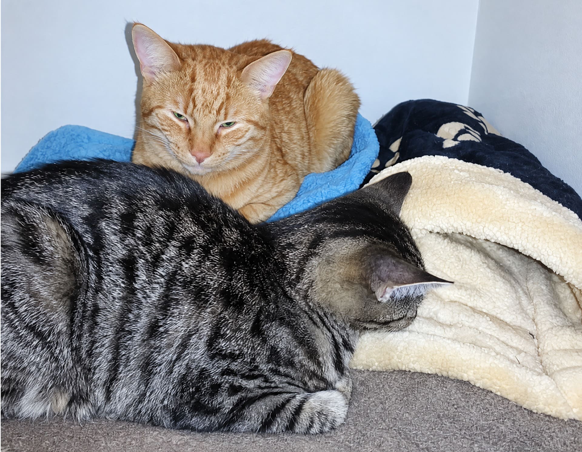Twee katten liggen naast elkaar te rusten op zachte vachtdekentjes in het opnameverblijf.