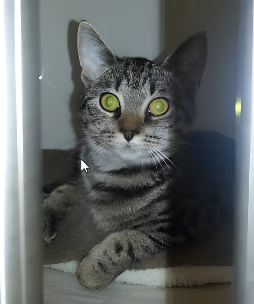 Een gestreepte kat met grote groene ogen kijkt door de spijlen van een opnamehok naar buiten.